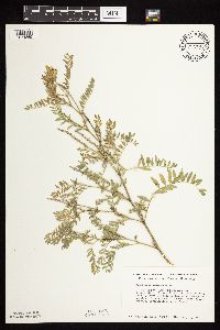 Astragalus canadensis image