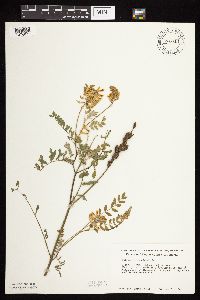 Astragalus canadensis image