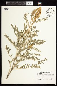 Astragalus canadensis image