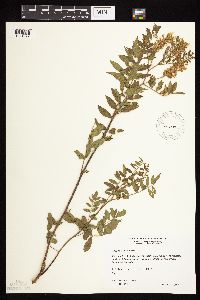 Astragalus canadensis image