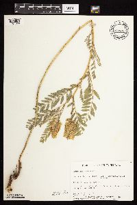 Astragalus canadensis image