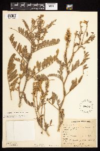 Astragalus canadensis image