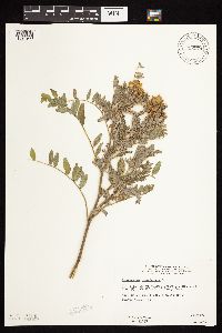 Astragalus canadensis image