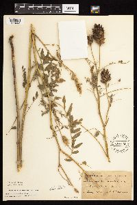 Astragalus canadensis image