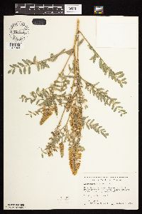 Astragalus canadensis image