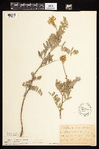 Astragalus canadensis image