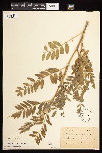 Astragalus canadensis image