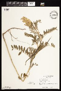 Astragalus canadensis image