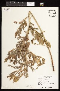 Astragalus canadensis image