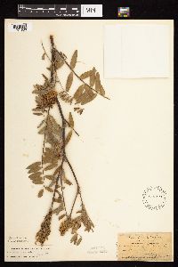 Astragalus canadensis image