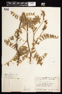 Astragalus canadensis image