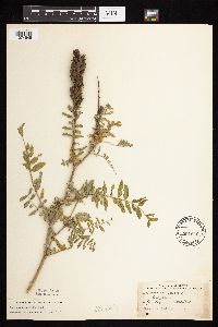 Astragalus canadensis image