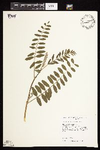 Image of Astragalus canadensis