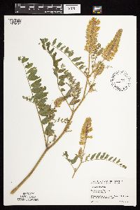 Astragalus canadensis image