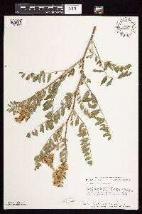 Astragalus canadensis image