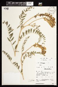 Astragalus canadensis image