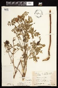 Astragalus canadensis image