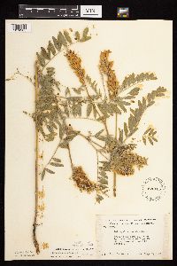 Astragalus canadensis image