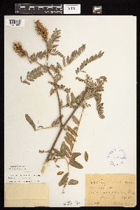 Astragalus canadensis image