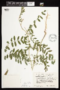 Astragalus canadensis image