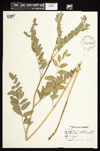 Astragalus canadensis image