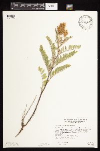 Astragalus canadensis image