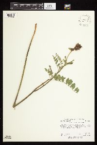 Astragalus canadensis image