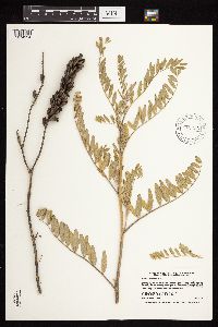Astragalus canadensis image