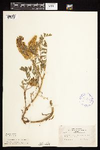 Astragalus canadensis image