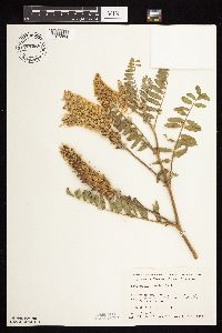 Astragalus canadensis image
