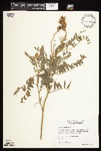 Astragalus canadensis image