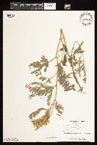 Astragalus canadensis image