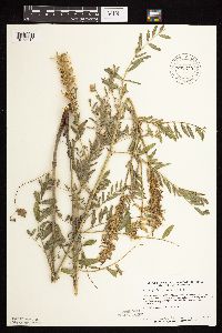 Astragalus canadensis image