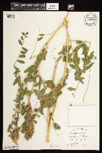 Astragalus canadensis image