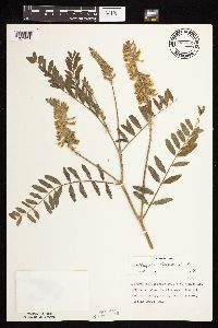 Astragalus canadensis image