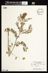 Astragalus canadensis image