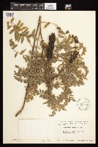 Astragalus canadensis image