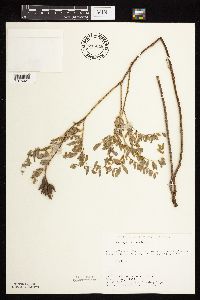 Astragalus canadensis image