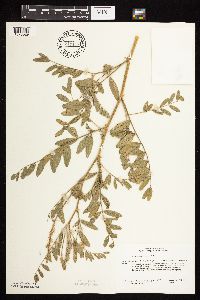 Astragalus canadensis image