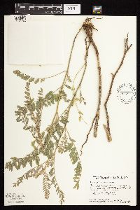 Astragalus canadensis image