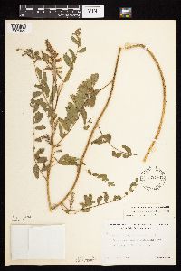 Astragalus canadensis image