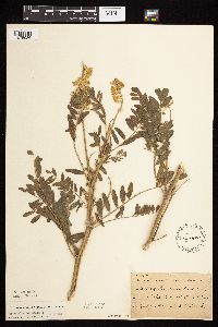 Astragalus canadensis image