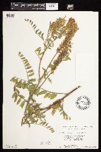 Astragalus canadensis image