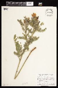 Astragalus canadensis image