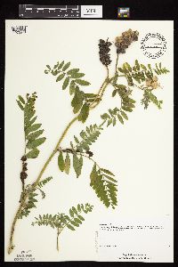 Astragalus cicer image