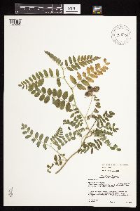 Astragalus cicer image