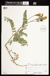 Astragalus cicer image