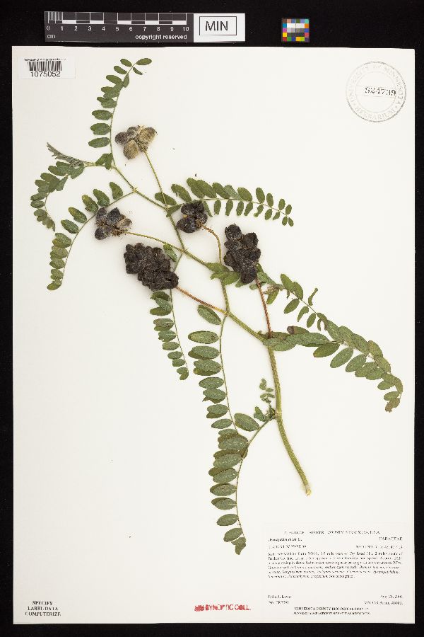 Astragalus cicer image