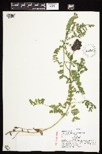 Astragalus cicer image