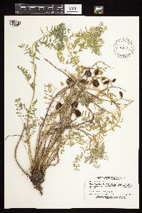 Astragalus crassicarpus var. crassicarpus image